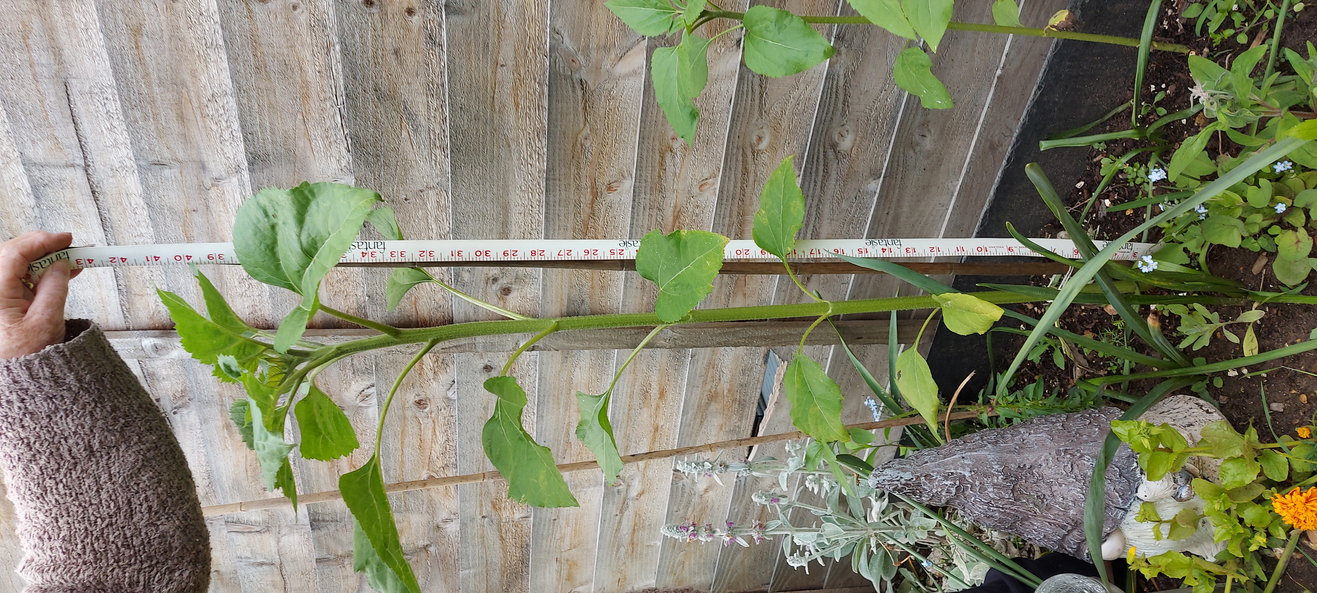 Lorraine C's sunflower next to a measuring tape coming up to 40 inches!