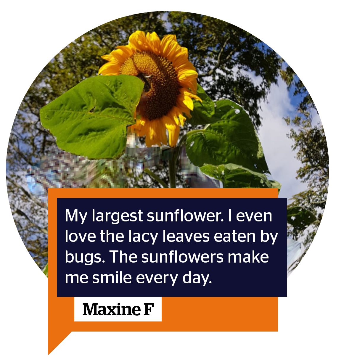 maxine f - My largest sun flower. I even love the lacy leaves eaten by bugs. The sunflowers make me smile every day. Well done Together TV