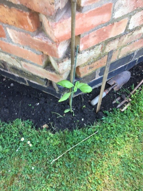 Sally C - more of my sunflowers in the ground, watered and staked
