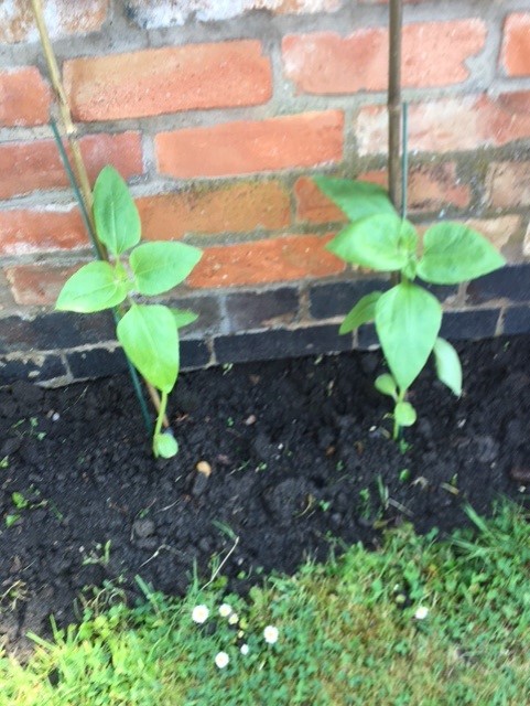 Sally C - My sunflowers outside, staked and watered
