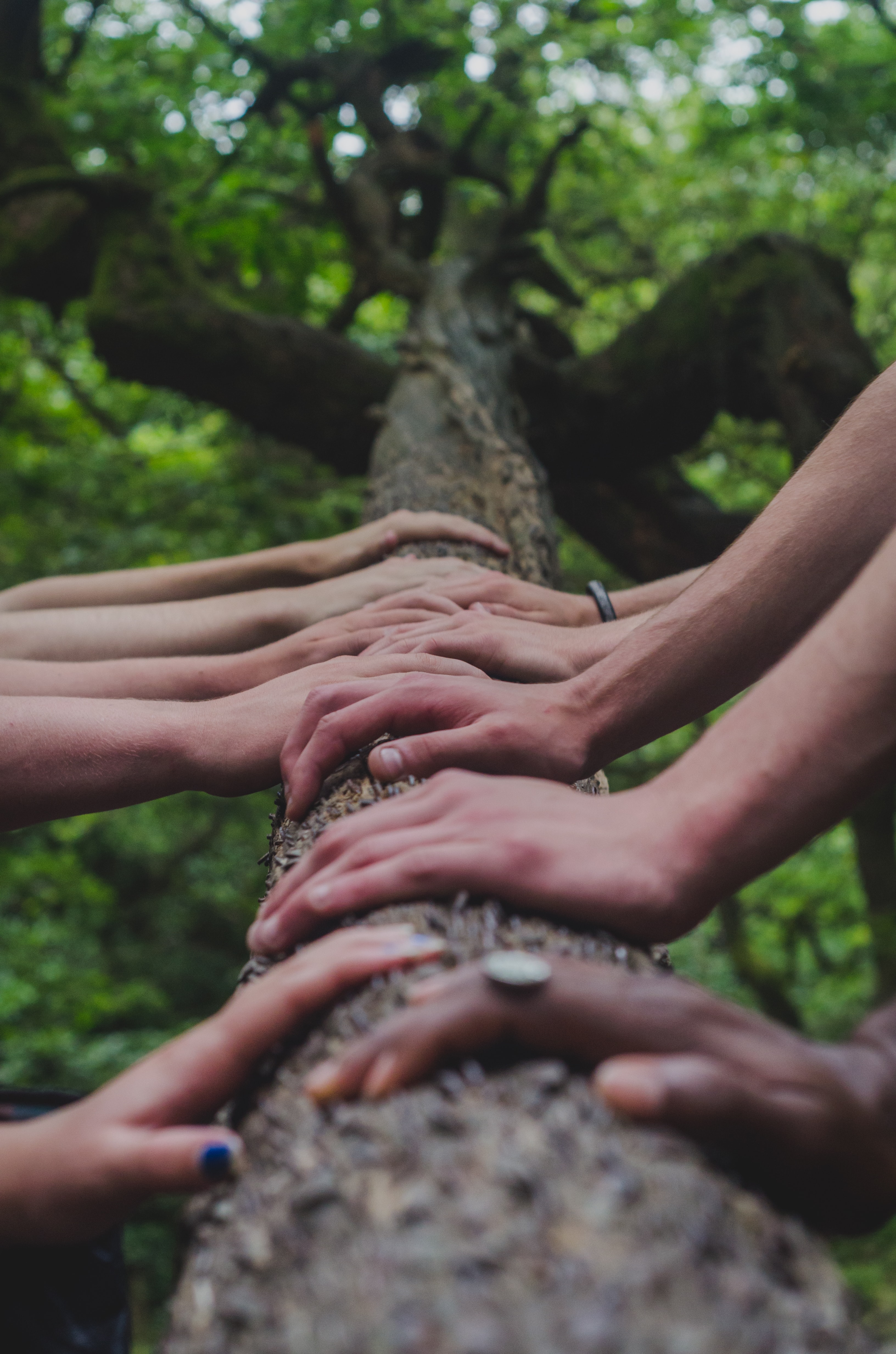 Various hands touching the trunk of a tree. The angle looks up the tree into its leaves.