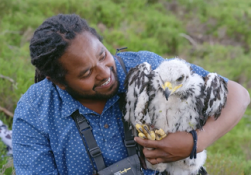 Hamza - Strictly Birds of Prey