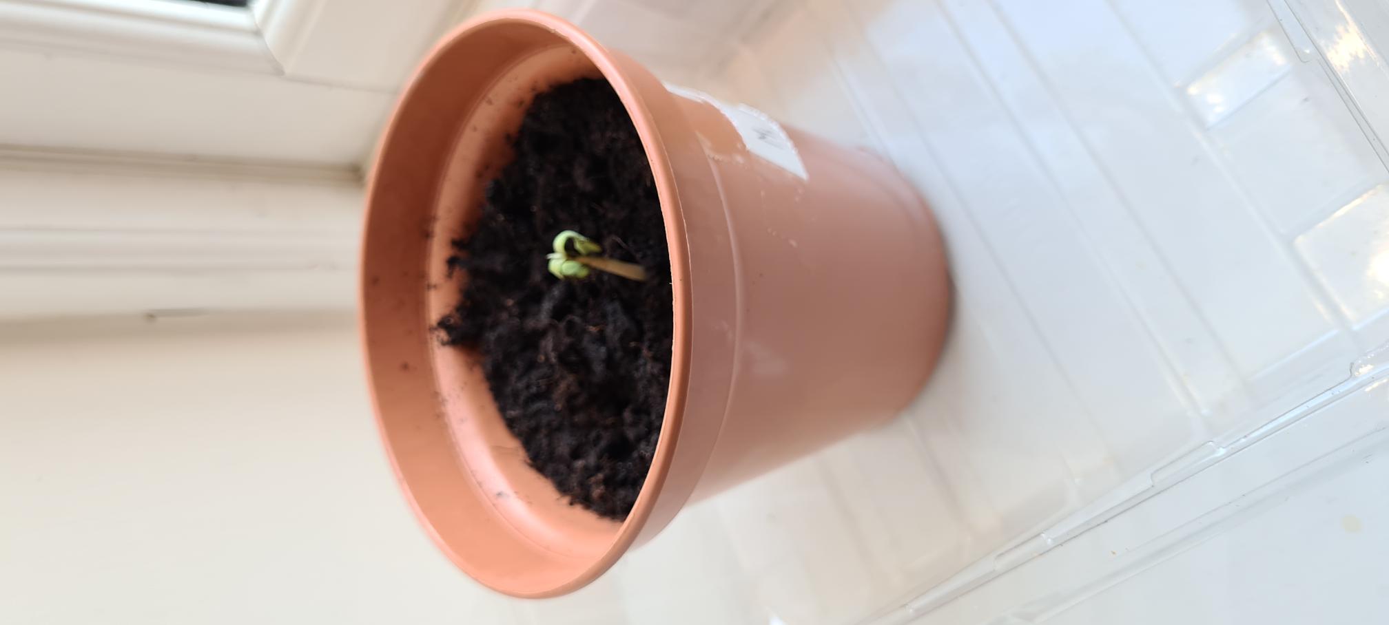 Saurabh S - there's another one which is really small compared to others and the leaves have started curling down. Could you please advise on how to get it strong again