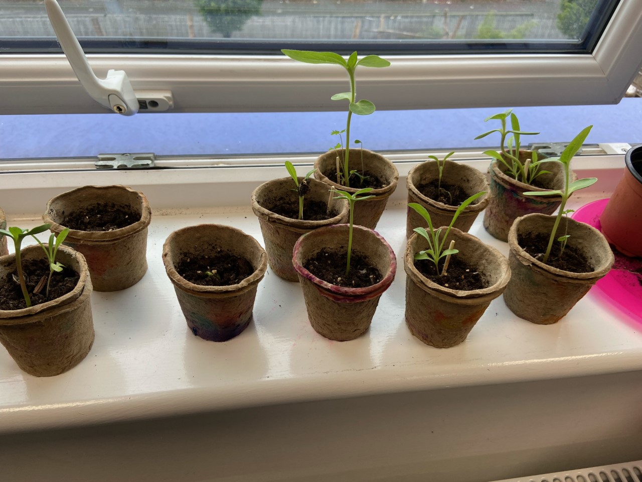 week 5 sunflowers planted by some Year 3 children - judy y