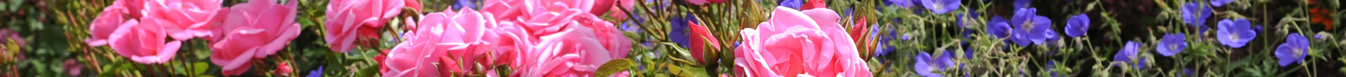 Flower Scene